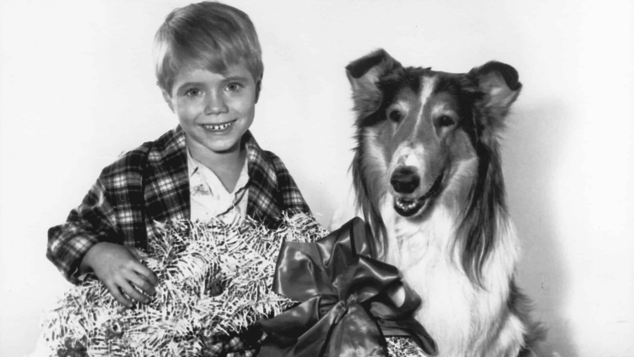 lassie natal série