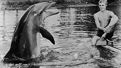 Qual era o nome verdadeiro do golfinho Flipper?