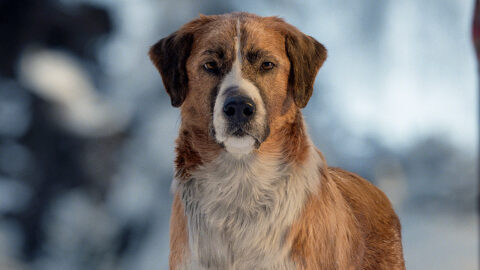 The Call of the Wild