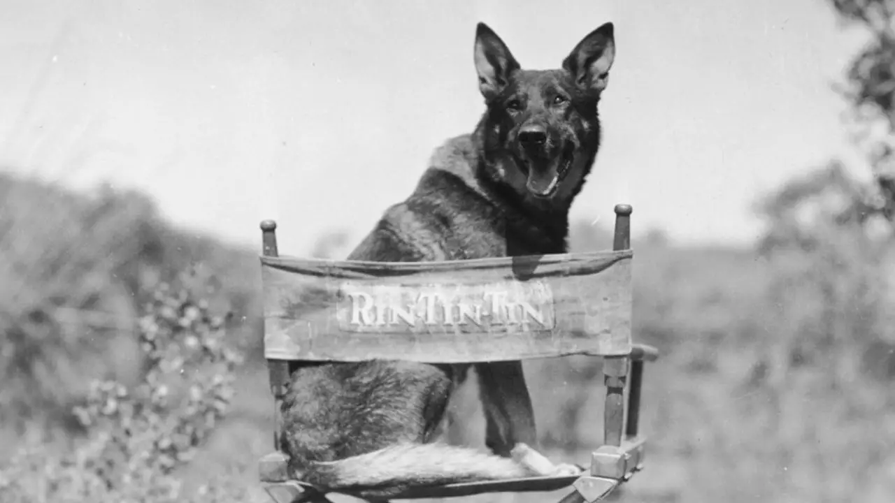 Quantos Rin Tin Tin existiram na história?